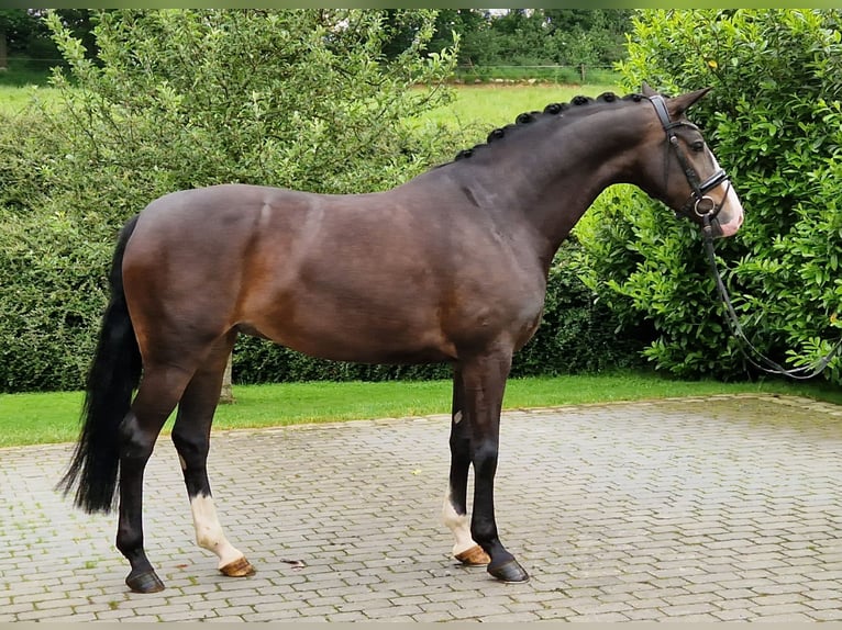 Hannoveraan Merrie 4 Jaar 167 cm Bruin in Ostercappeln