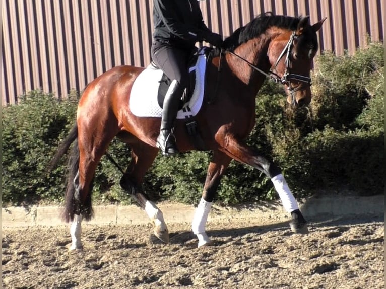 Hannoveraan Merrie 4 Jaar 167 cm Bruin in Linau