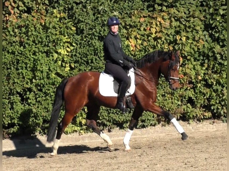 Hannoveraan Merrie 4 Jaar 167 cm Bruin in Linau