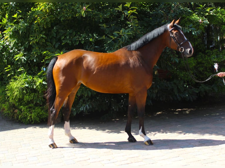 Hannoveraan Merrie 4 Jaar 167 cm Bruin in Langlingen