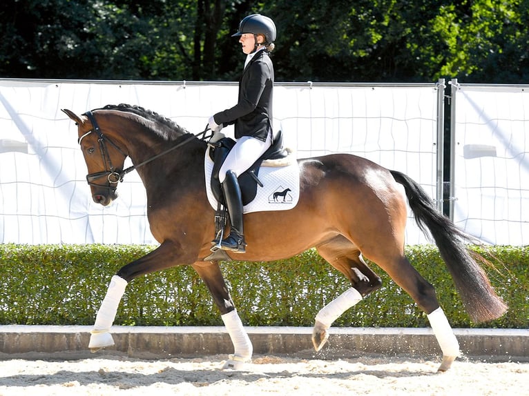 Hannoveraan Merrie 4 Jaar 167 cm Donkerbruin in Bad Bevensen