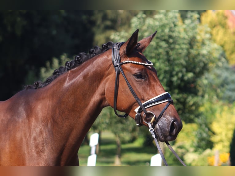 Hannoveraan Merrie 4 Jaar 167 cm Donkerbruin in Deinstedt