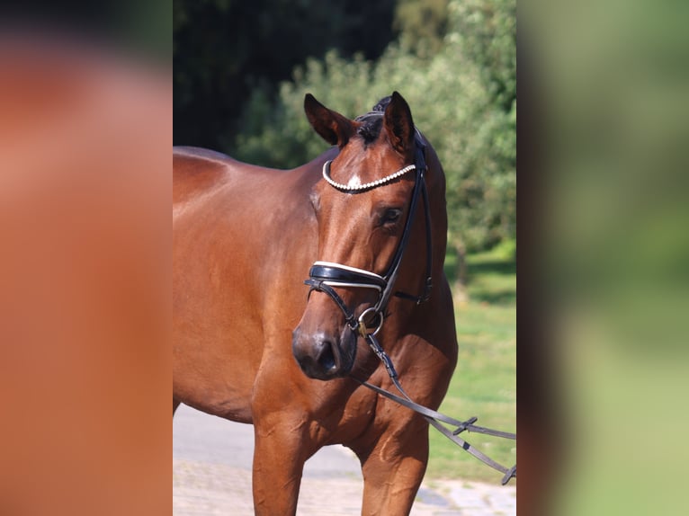 Hannoveraan Merrie 4 Jaar 167 cm Donkerbruin in Deinstedt