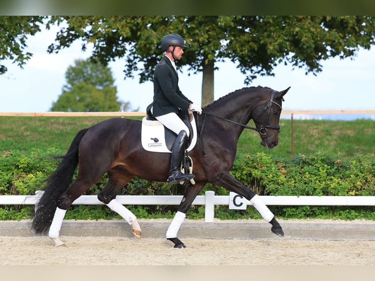 Hannoveraan Merrie 4 Jaar 167 cm Donkerbruin in Gomadingen