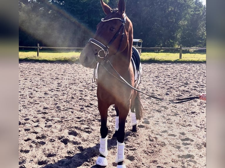 Hannoveraan Merrie 4 Jaar 167 cm Donkerbruin in Kirchlinteln