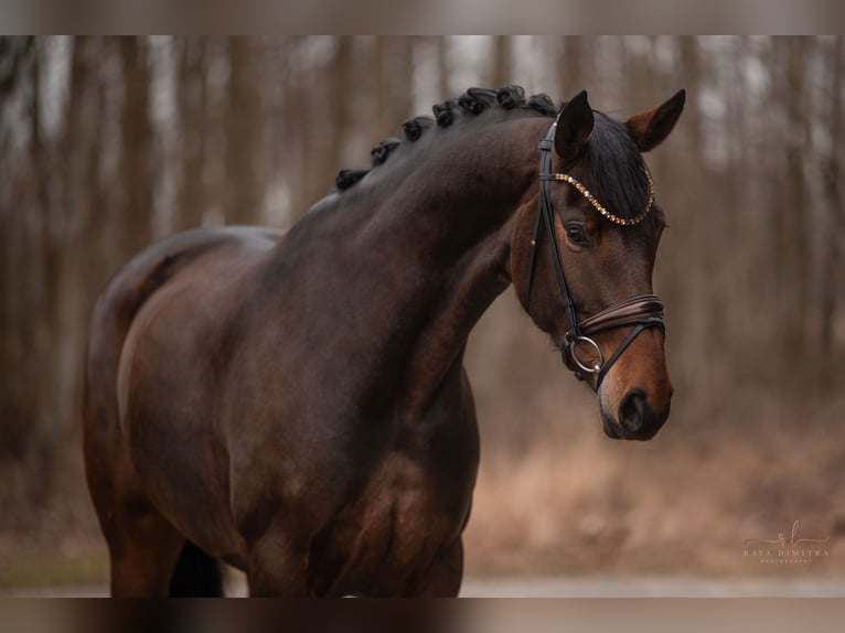 Hannoveraan Merrie 4 Jaar 167 cm Donkerbruin in Wehringen