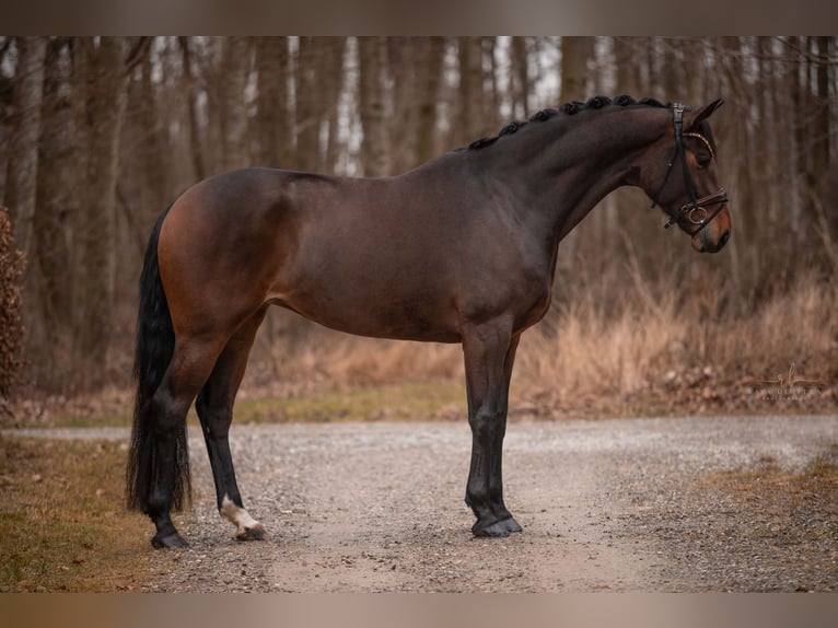 Hannoveraan Merrie 4 Jaar 167 cm Donkerbruin in Wehringen