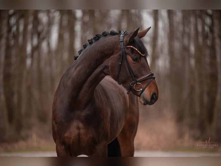 Hannoveraan Merrie 4 Jaar 167 cm Donkerbruin in Wehringen