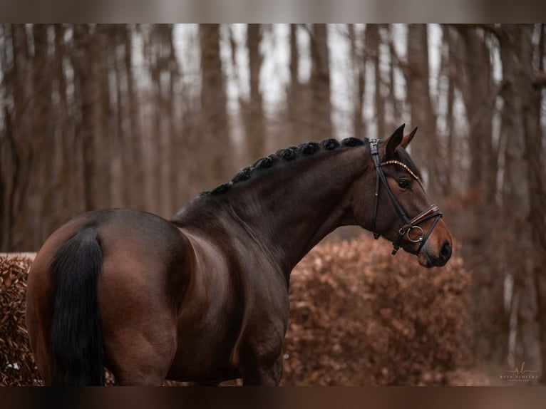 Hannoveraan Merrie 4 Jaar 167 cm Donkerbruin in Wehringen