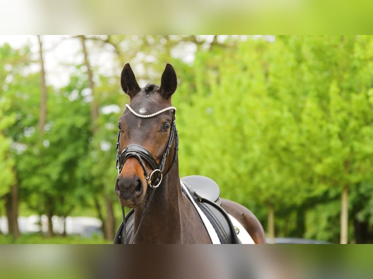 Hannoveraan Merrie 4 Jaar 167 cm Donkerbruin in Stahnsdorf