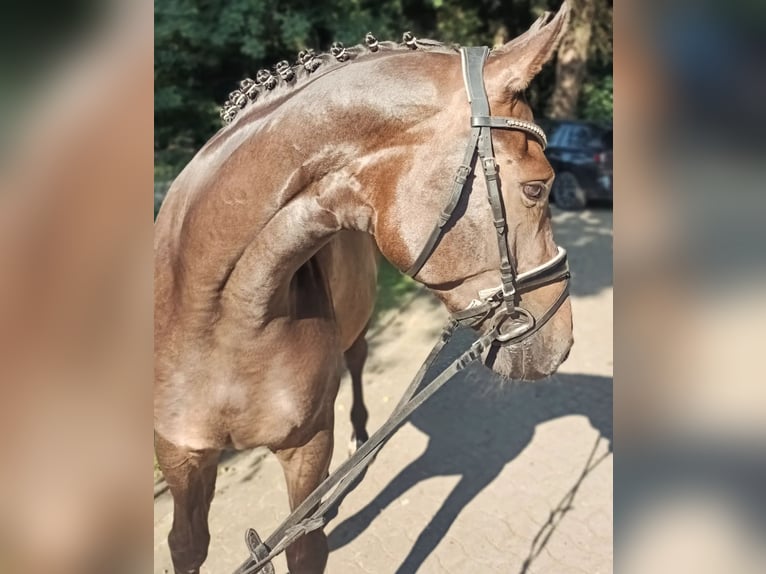 Hannoveraan Merrie 4 Jaar 167 cm in Barenburg