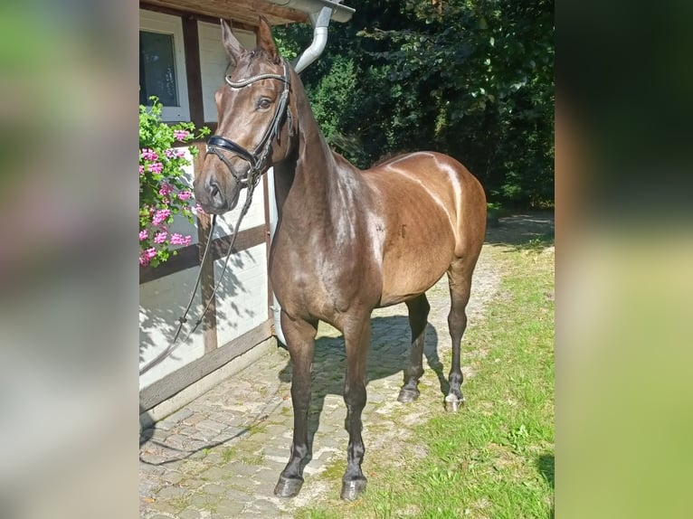 Hannoveraan Merrie 4 Jaar 167 cm in Barenburg