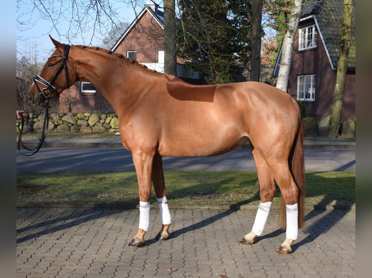 Hannoveraan Merrie 4 Jaar 167 cm  in Fredenbeck