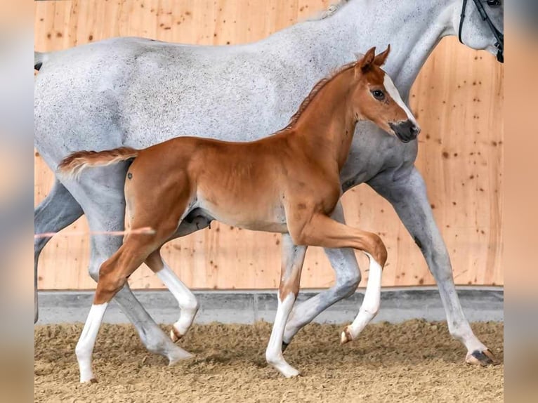 Hannoveraan Merrie 4 Jaar 167 cm Schimmel in Wolfsbach