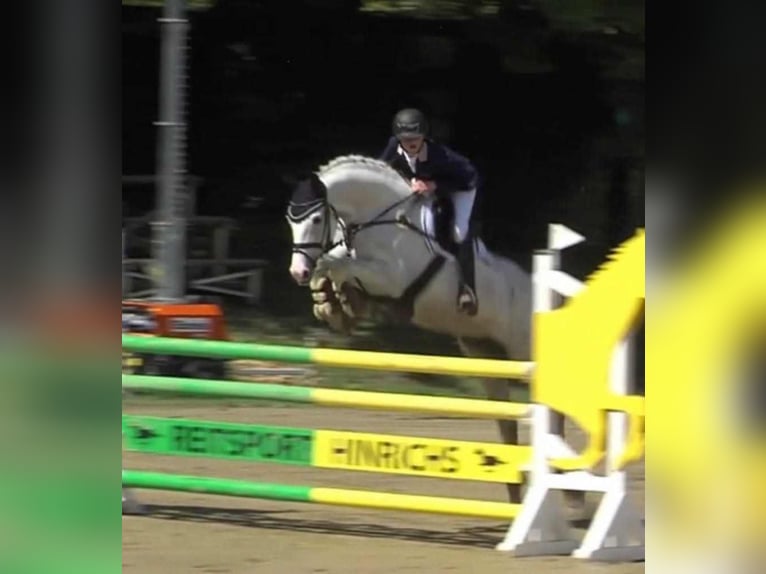 Hannoveraan Merrie 4 Jaar 167 cm Schimmel in Wolfsbach