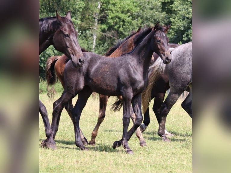 Hannoveraan Merrie 4 Jaar 167 cm Schimmel in Handeloh