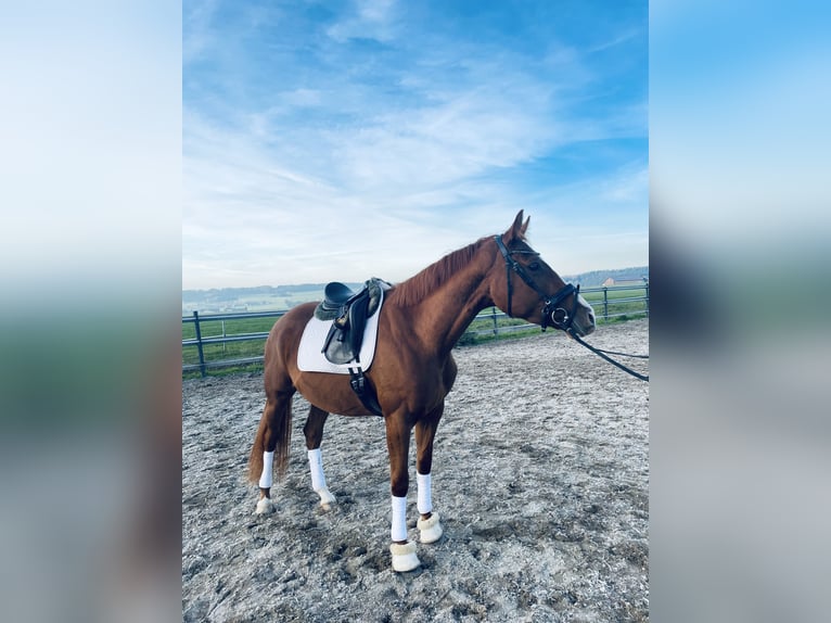 Hannoveraan Merrie 4 Jaar 167 cm Vos in Angern