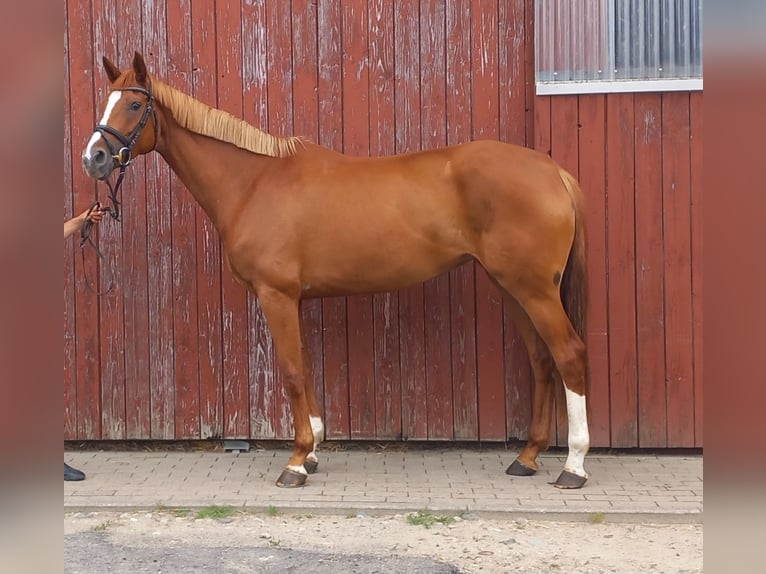 Hannoveraan Merrie 4 Jaar 167 cm Vos in Prislich