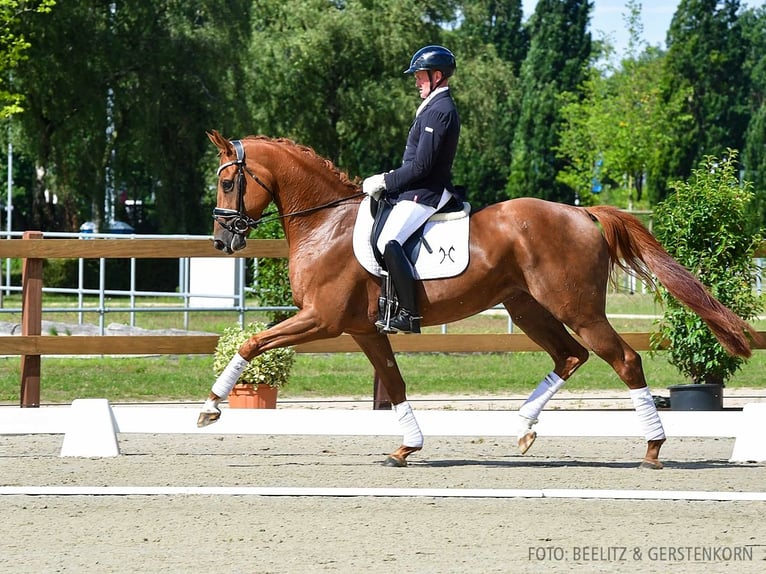 Hannoveraan Merrie 4 Jaar 167 cm Vos in Verden