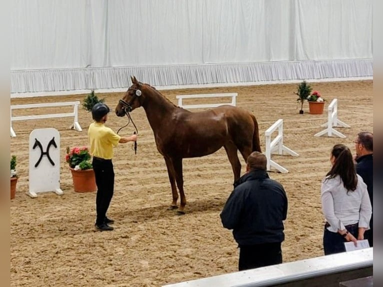 Hannoveraan Merrie 4 Jaar 167 cm Vos in Kirchlinteln