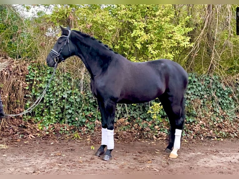 Hannoveraan Merrie 4 Jaar 167 cm Zwart in Kirchlinteln