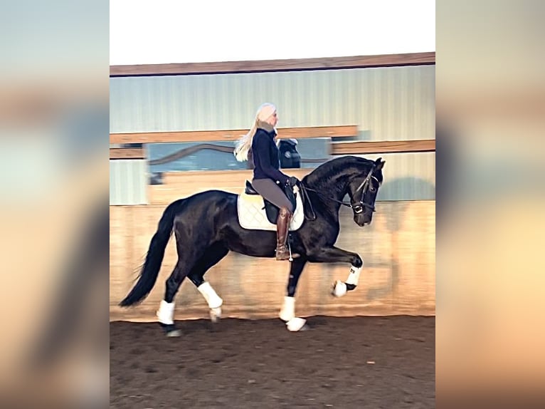 Hannoveraan Merrie 4 Jaar 167 cm Zwart in Kirchlinteln