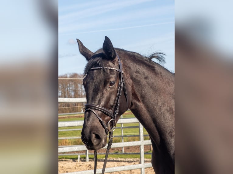 Hannoveraan Merrie 4 Jaar 167 cm Zwart in Berne