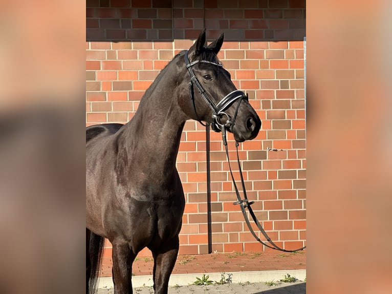 Hannoveraan Merrie 4 Jaar 167 cm Zwart in Handrup