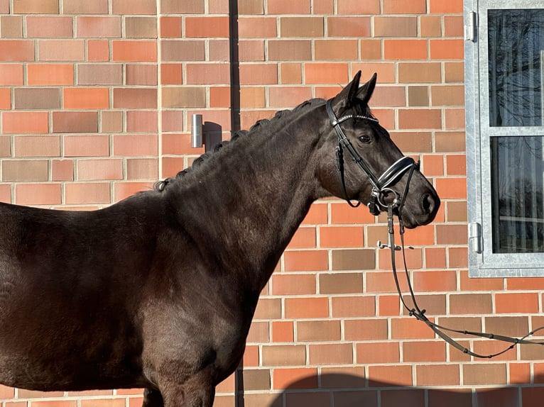 Hannoveraan Merrie 4 Jaar 167 cm Zwart in Handrup