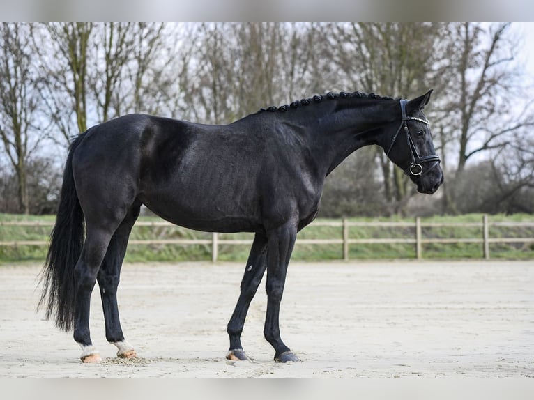 Hannoveraan Merrie 4 Jaar 167 cm Zwart in Riedstadt