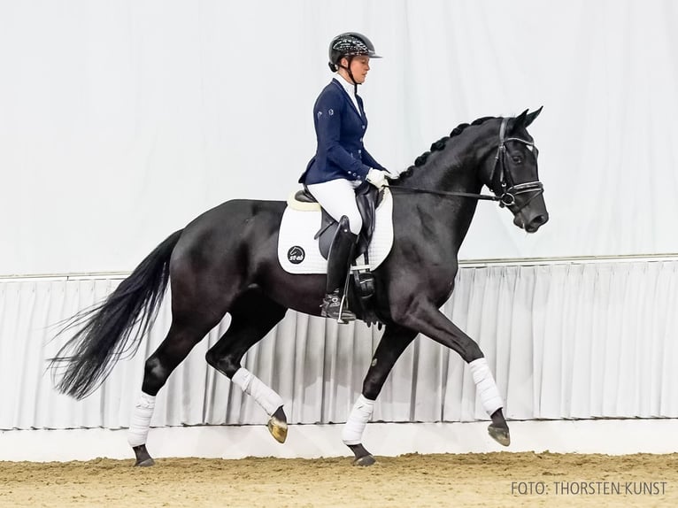 Hannoveraan Merrie 4 Jaar 167 cm Zwart in Verden