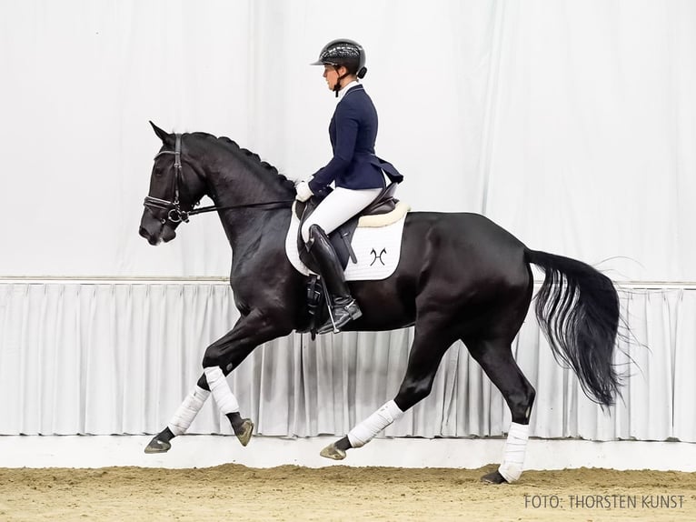 Hannoveraan Merrie 4 Jaar 167 cm Zwart in Verden