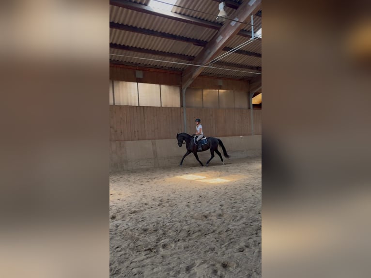 Hannoveraan Merrie 4 Jaar 167 cm Zwart in Zwiesel