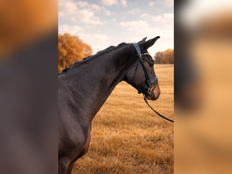 Hannoveraan Merrie 4 Jaar 167 cm Zwartbruin in Bielefeld