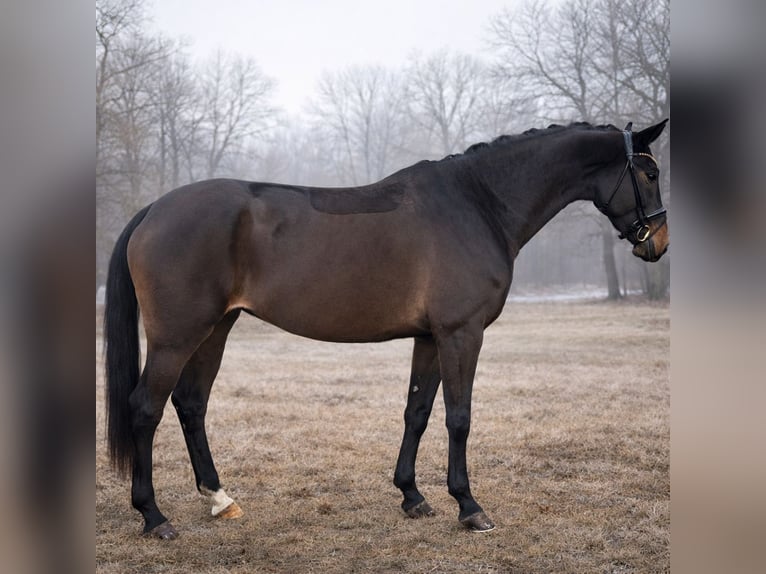Hannoveraan Merrie 4 Jaar 167 cm Zwartbruin in Bielefeld