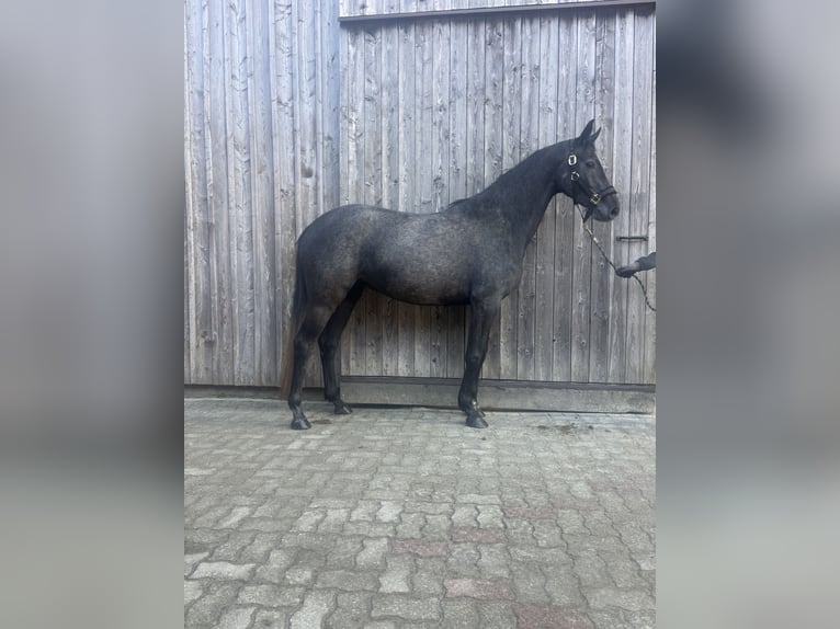 Hannoveraan Merrie 4 Jaar 168 cm Blauwschimmel in Zell am Moos