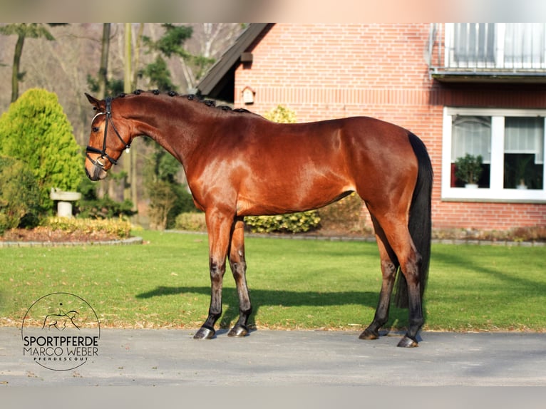 Hannoveraan Merrie 4 Jaar 168 cm Bruin in Warendorf