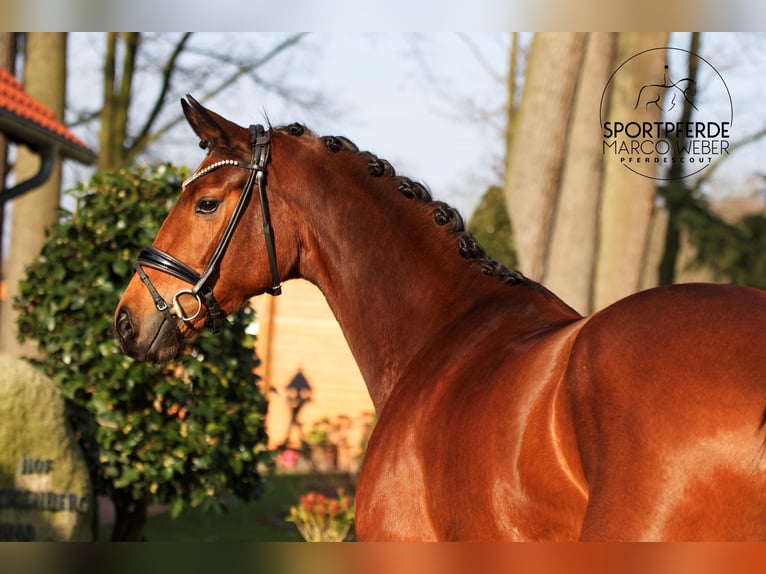 Hannoveraan Merrie 4 Jaar 168 cm Bruin in Warendorf