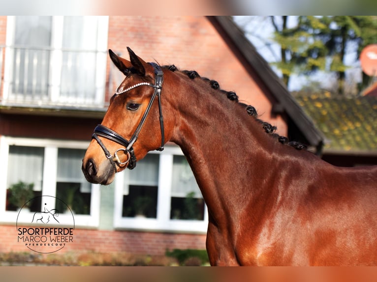 Hannoveraan Merrie 4 Jaar 168 cm Bruin in Warendorf