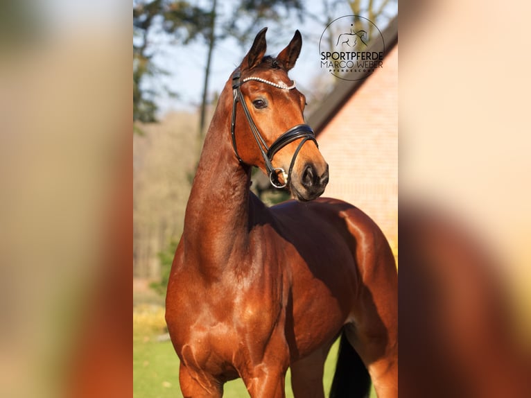 Hannoveraan Merrie 4 Jaar 168 cm Bruin in Warendorf