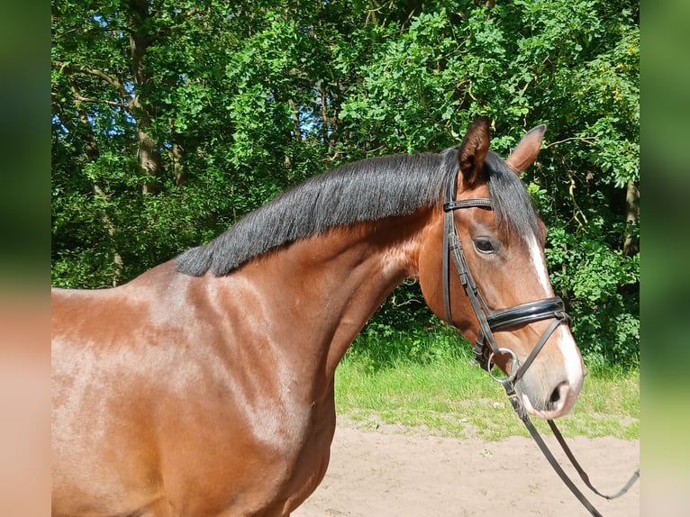Hannoveraan Merrie 4 Jaar 168 cm Bruin in Kirchdorf
