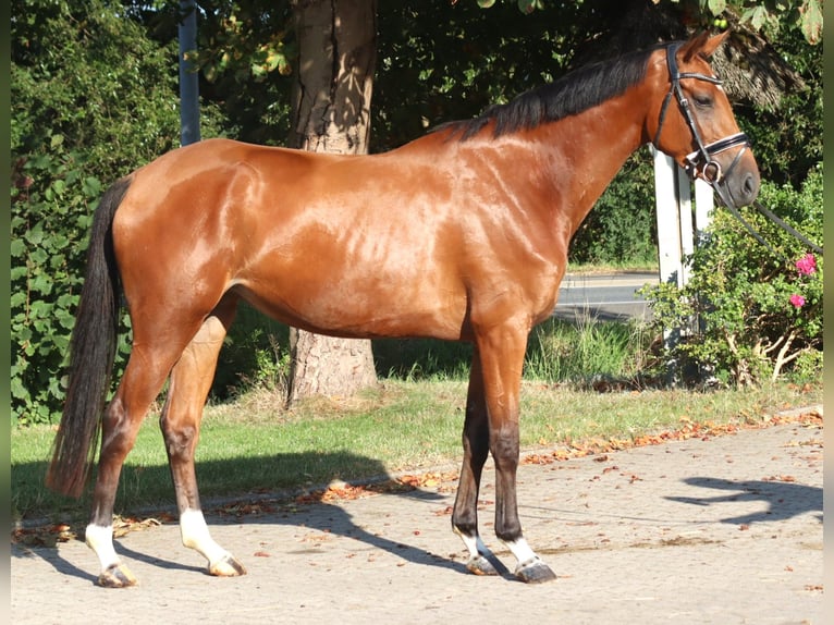 Hannoveraan Merrie 4 Jaar 168 cm Bruin in Selsingen