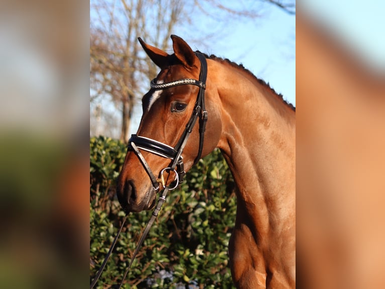 Hannoveraan Merrie 4 Jaar 168 cm Bruin in Selsingen