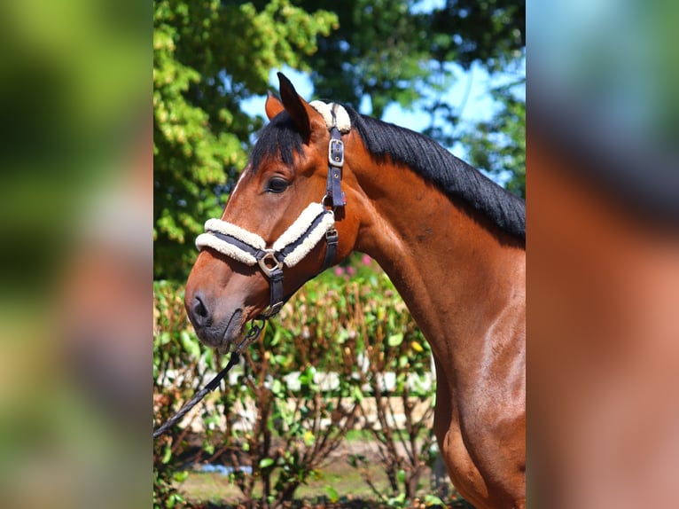 Hannoveraan Merrie 4 Jaar 168 cm Bruin in Selsingen