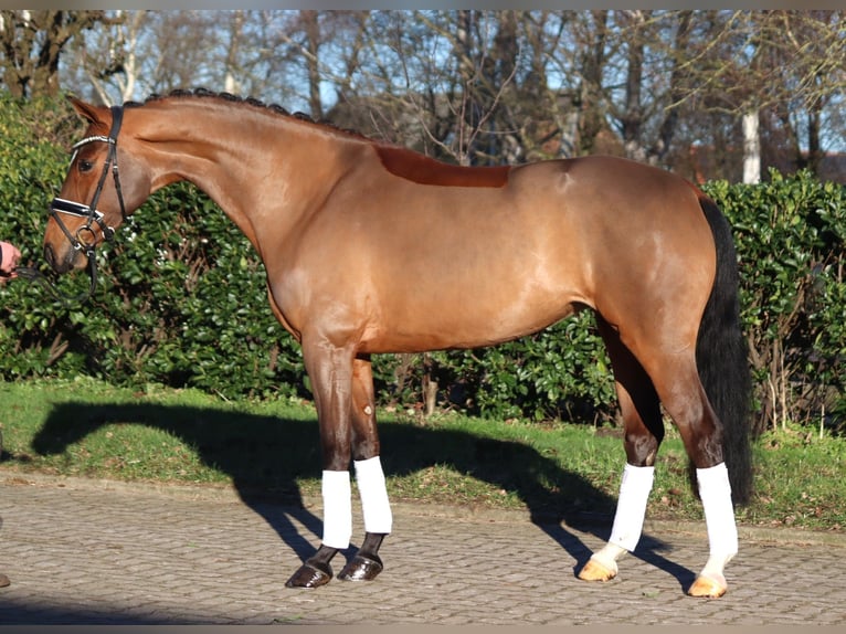 Hannoveraan Merrie 4 Jaar 168 cm Bruin in Selsingen