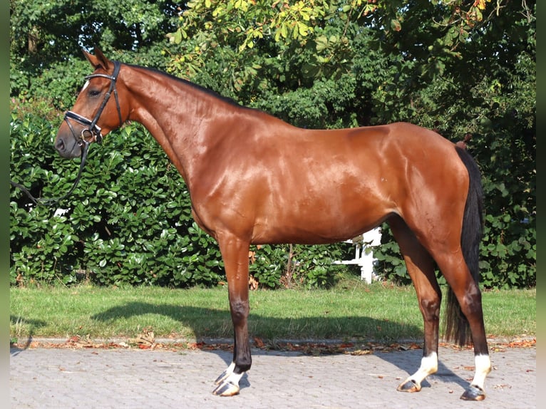 Hannoveraan Merrie 4 Jaar 168 cm Bruin in Selsingen