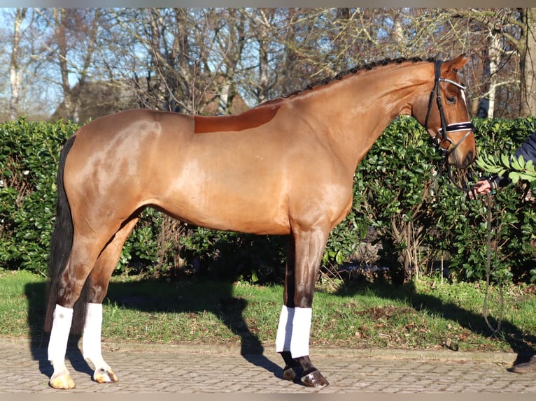 Hannoveraan Merrie 4 Jaar 168 cm Bruin in Selsingen