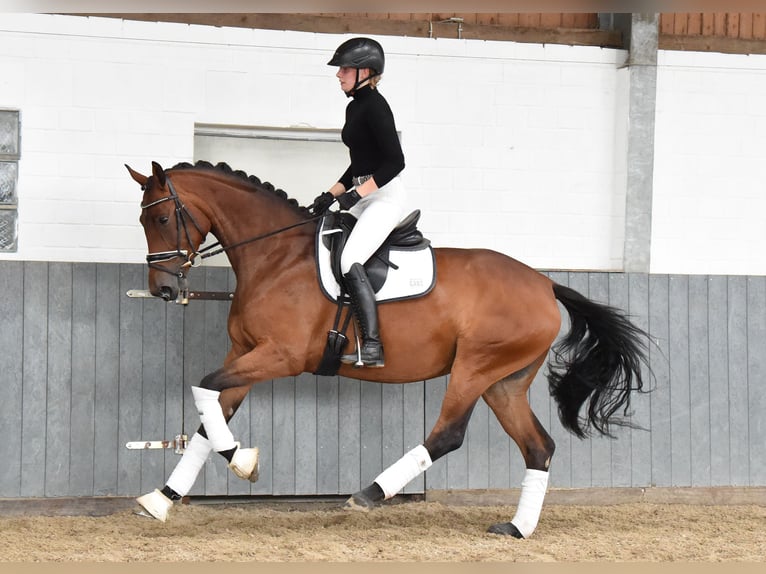 Hannoveraan Merrie 4 Jaar 168 cm Bruin in Tiddische