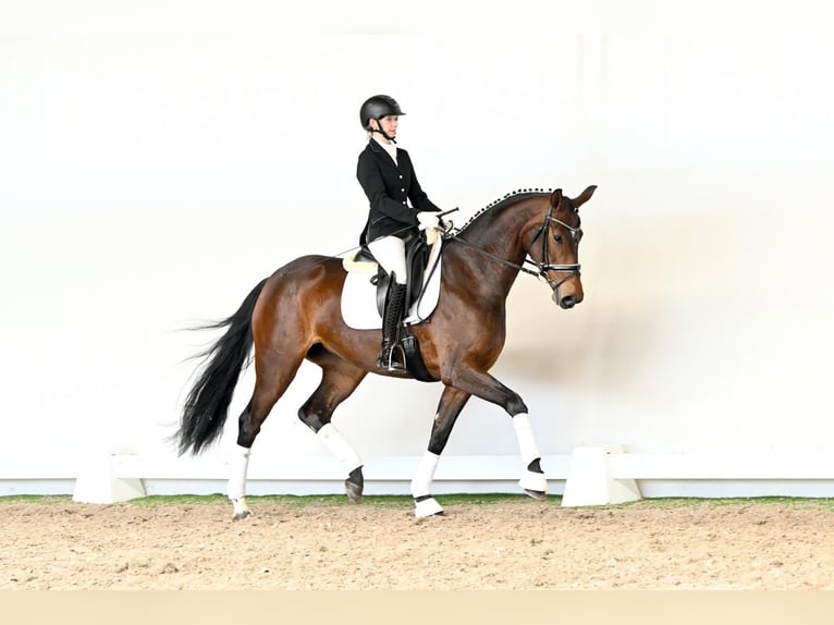 Hannoveraan Merrie 4 Jaar 168 cm Bruin in Saerbeck