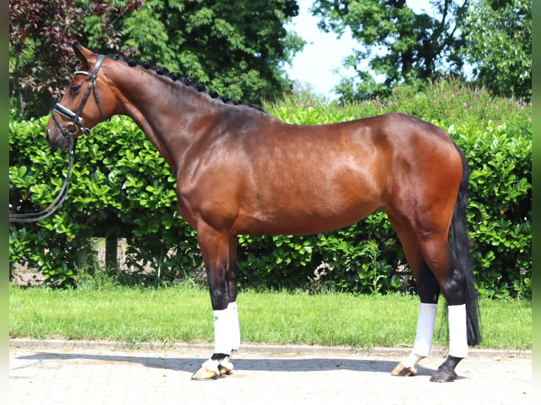 Hannoveraan Merrie 4 Jaar 168 cm Bruin in Selsingen
